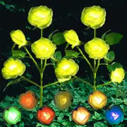 Close-up of Color-Changing Solar Garden Roses glowing at night